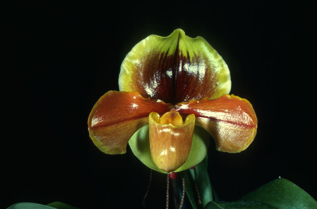 Paphiopedilum Josie Gonzales 'Brownskin', BM/CSA Award Slide, January 3, 1979, exhibited by Gallup & Stribling, Carpinteria, CA.
