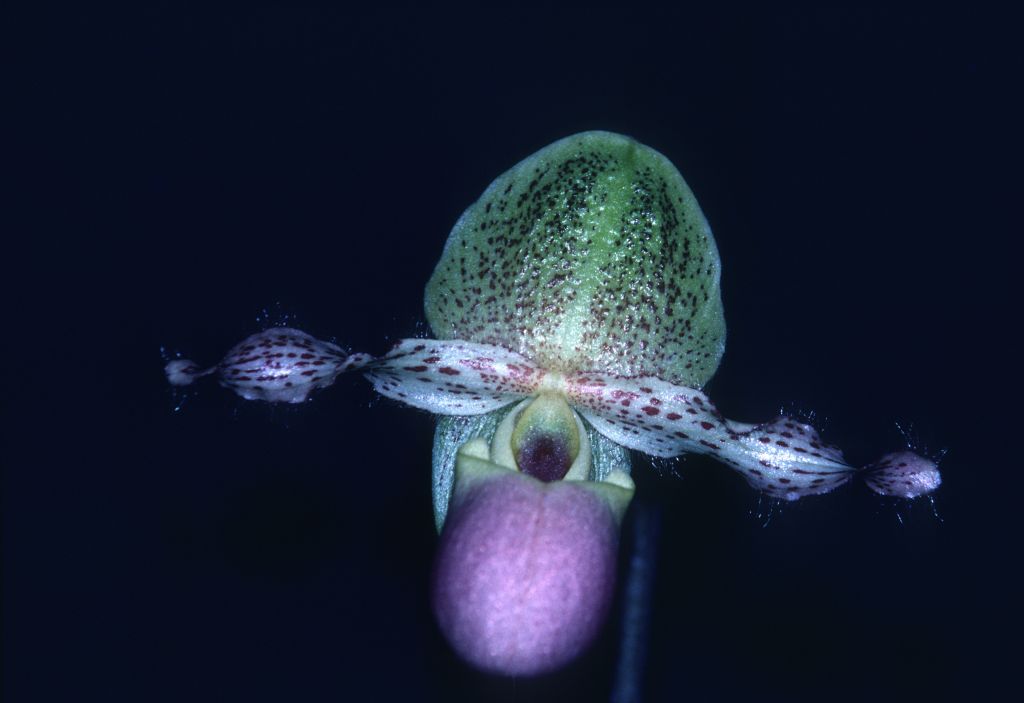 Paphiopedilum glaucophullum moquetianum 'Carimo' AM/AOS Award Slide, March 1, 1980, Cabrillo Orchid Society Show, Santa Maria, CA, exhibited by Carl and Imogene Keyes.  Species described in 1900.