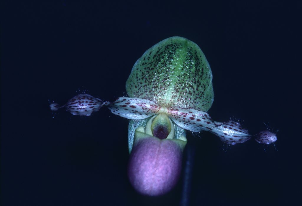 Paphiopedilum glaucophyllum moquetianum 'Carimo' AM/AOS Award Slide, March 1, 1980, Cabrillo Orchid Society Show, Santa Maria, CA, exhibited by Carl and Imogene Keyes.  Species described in 1900.