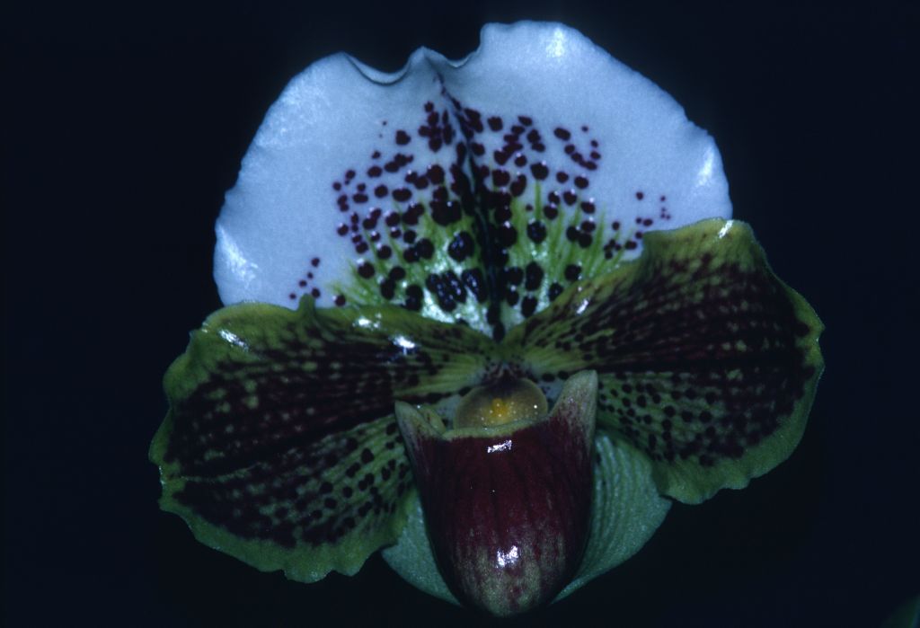 Paphiopedilum Moorenot 'Carimo Colossal' HCC/AOS Award Slide, March 1, 1980, Cabrillo Orchid Society Show, Santa Maria, CA, exhibited by Carl and Imogene Keyes.