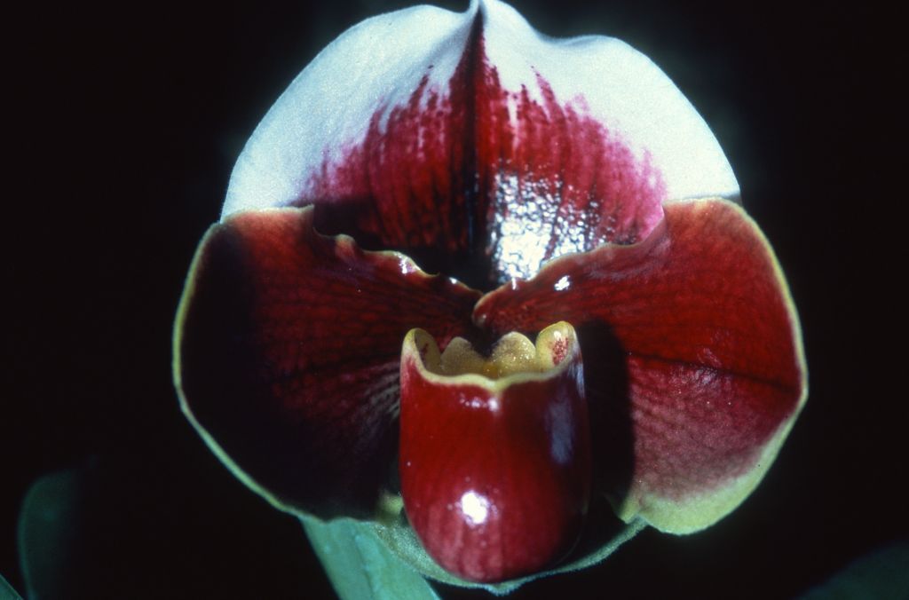 Paphiopedilum Keyeshill 'Potentate', Duplicate Slide 39, no date.  Copy of award slide from January 8, 1979, AM/AOS, Los Angeles monthly judging, Los Angeles, CA, exhibited by John E. Wilson, Goleta, CA, matching award photo published in Awards Quarterly, July, 1980, p. 102.