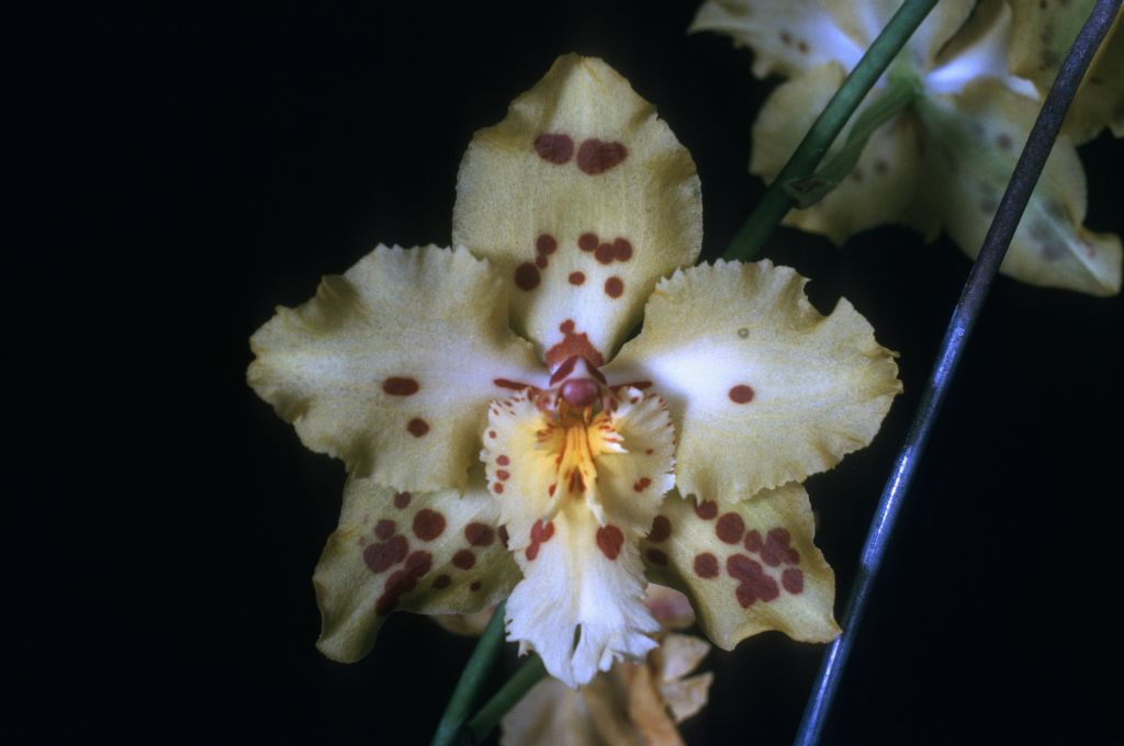 Odontoglossum Golden Glacier 'Golden Eagle', Program 1 slide 16,  HCC/AOS Award Slide, June 23, 1975, Long Beach monthly judging, Long Beach, CA, exhibited by Imogene and Carl Keyes, roll 197507H1 slide 8