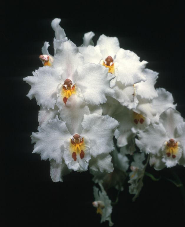 Odontioda Crislette 'White Satin', Program 1 slide 29, HCC/AOS Award Slide, April 28, 1975, Long Beach monthly judging, Long Beach, CA, exhibited by Imogene and Carl Keyes, roll 197505H6 slide 8