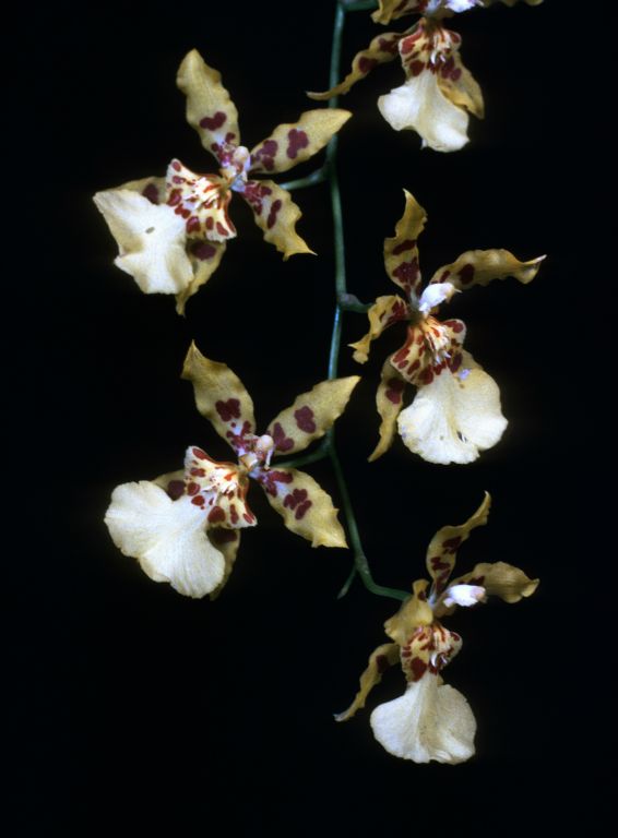 Odontocidium Solana 'Golden Shower', Program 1 slide 39,  HCC/AOS Award Slide, July 14, 1975, Los Angeles monthly judging, Los Angeles, CA, exhibited by Carl and Imogene Keyes