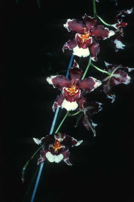 Odontocidium Goodale Moir 'Red Perfection', Program 1 slide 41, HCC/AOS Award Slide, February 9, 1976, Los Angeles monthly judging, Los Angeles, CA, exhibited by Carl and Imogene Keyes