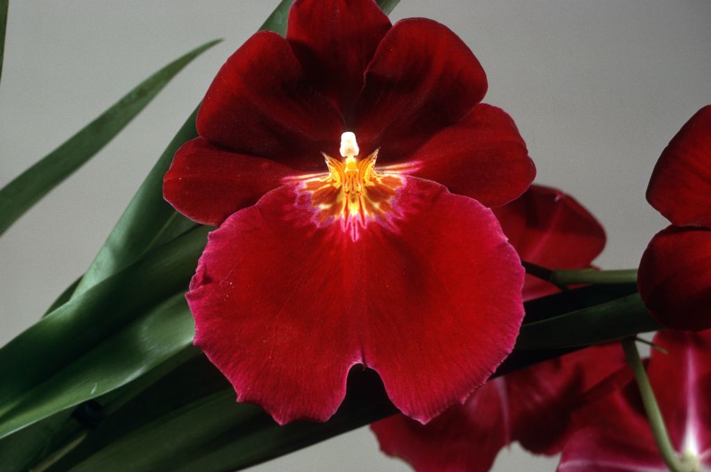Miltonia Anjou 'Red Mask', Program 1 slide 44,  FCC/AOS Award Slide, June 16, 1970, Oakland monthly judging, Oakland, CA, exhibited by Robert E. McElderry