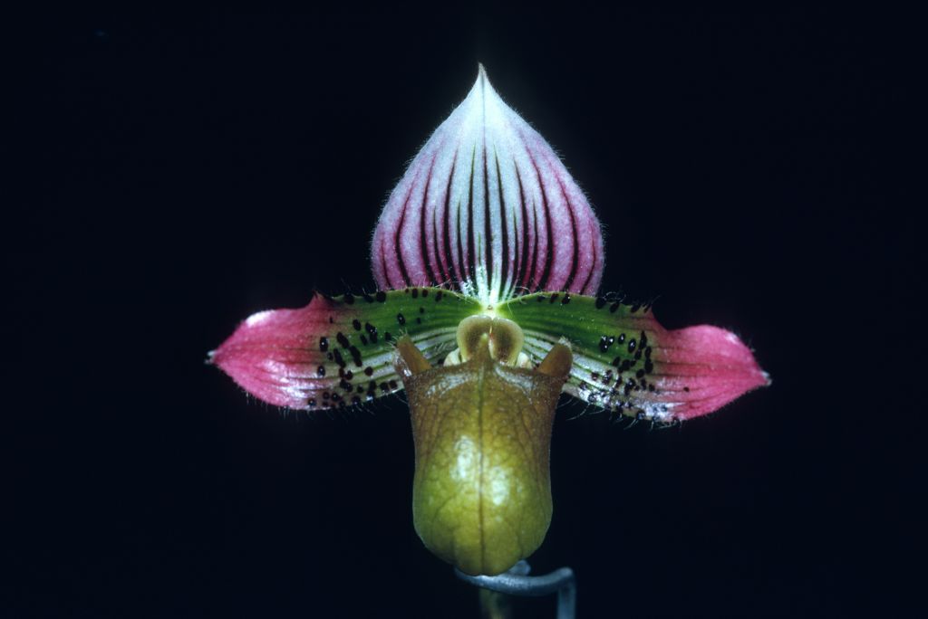 Paphiopedilum acmodontum, Program 2 slide 1, April 1970, roll 197004H2 slide 3, copy of award slide from April 13, 1970, HCC/AOS, Los Angeles monthly judging, Los Angeles, CA, exhibited by Imogene and Carl Keyes.  Species described in 1976, but the plant and the name had been in circulation at least since 1969 (Dr. Gustav Schoser, 6th World Orchid Conference, Proceedings).