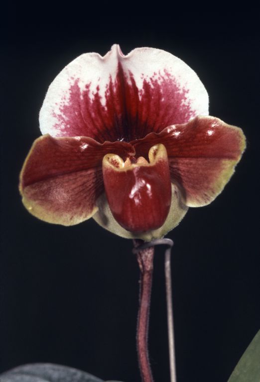 Paphiopedilum Carl Keyes 'Dan Collin', Program 2 slide 21, HCC/AOS,very likely the award slide from March 22, 1974, Santa Barbara International Orchid Show, Santa Barbara, CA, exhibited by Carl and Imogene Keyes, roll 197403H7 slide 1