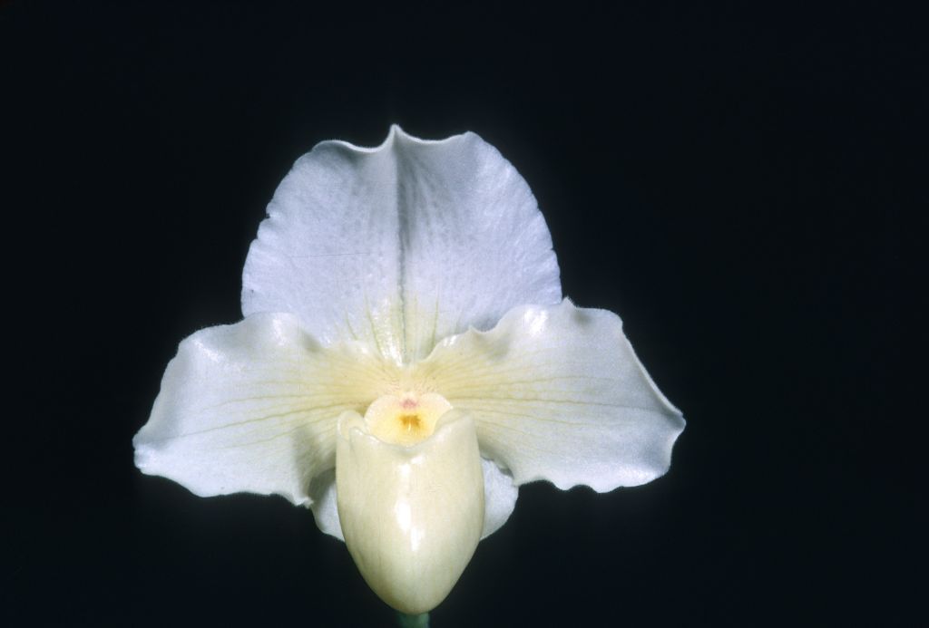 Paphiopedilum Cinderella 'Satin Slipper', Program 2 slide 22, HCC/ODC Award Slide, December 28, 1967, South Coast Orchid Society, Long Beach, CA, exhibited by Mr. and Mrs. Carl Keyes.  The same image was used by CSA for a BM/CSA award for the same flower the next day, December 29, 1967.