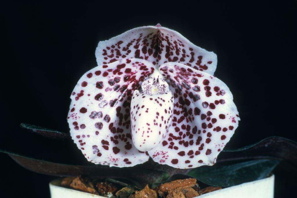 Paphiopedilum bellatulum 'Edna', Program 2 slide 2, HCC/AOS Award Slide, June 10, 1974, Los Angeles monthly judging, Los Angeles, CA, exhibited by Carl and Imogene Keyes.  Species described in 1892.