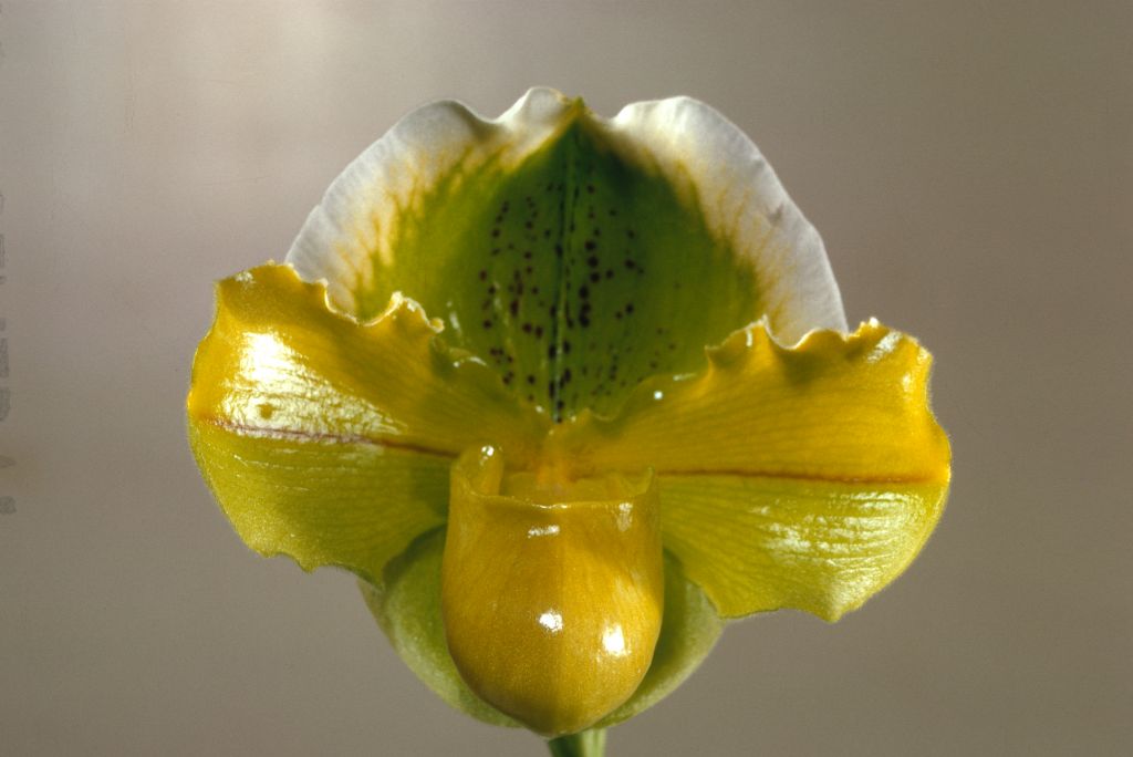 Paphiopedilum Harry Stage 'Green Lite', Program 2 slide 32, HCC/AOS Award Slide, March 19, 1968, Oakland monthy judging, Oakland, CA, exhibited by Robert E. McElderry