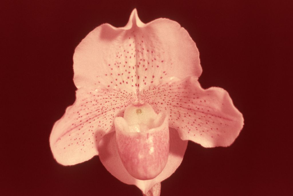 Paphiopedilum Freckles 'Carimo', Program 2 slide 34, HCC/AOS Award Slide, March 26, 1976, Santa Barbara International Orchid Show, Santa Barbara, CA, exhibited by Carl and Imogene Keyes