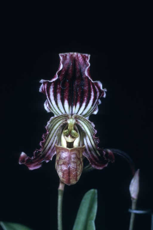 Paphiopedilum fairrieanum 'Carimo Red' HCC/AOS, Program 2 slide 7, copy of award slide from April 14, 1975, Los Angeles monthly judging, Los Angeles, CA, exhibited by Imogene and Carl Keyes, roll 197505H1 slide 15.  Species described in 1892.