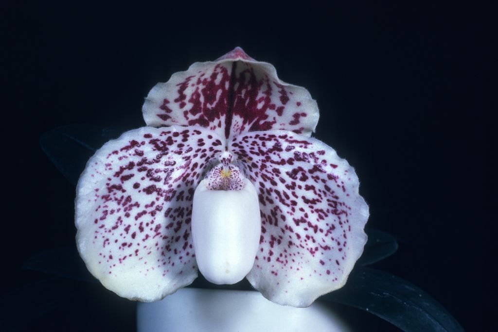 Paphiopedilum godefroyae [leucochilum 'Bion'] FCC/AOS, Program 2 slide 8, copy of AOS award slide from July 14, 1975, Los Angeles monthly judging, Los Angeles, CA, exhibited by Hanes Orchids of Distinction, roll 197507H6 slide 38. Species described in 1892.