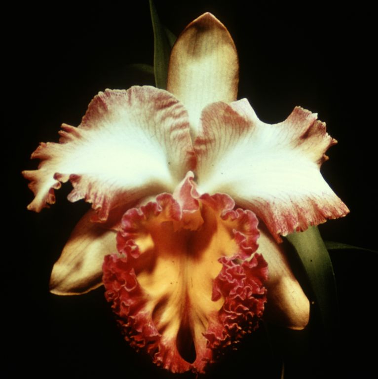 Blc. Harlequin 'Act I, Program 5 slide 27, duplicate slide made in January 1971.  The image is almost certainly a copy of the true award slide from September 14, 1959, Orchid Society of Southern California, Hollywood, CA, AM/AOS and AM/ODC, exhibited by Ben O. Bracey Co.  A black-and-white photo of the same flower, a slightly different exposure, was widely published (on the cover of the January, 1961 issue of the AOS Bulletin and in many advertisements by Ben O. Bracey Co).  The two slides in the Keyes collection show the only color photo of the same flower that has been discovered so far.