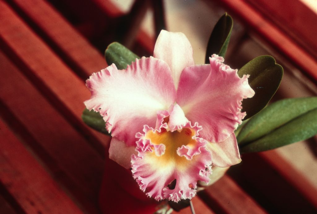 Bc. Pink Debutante, duplicate slide of Program 3 slide 26, made in January 1971.