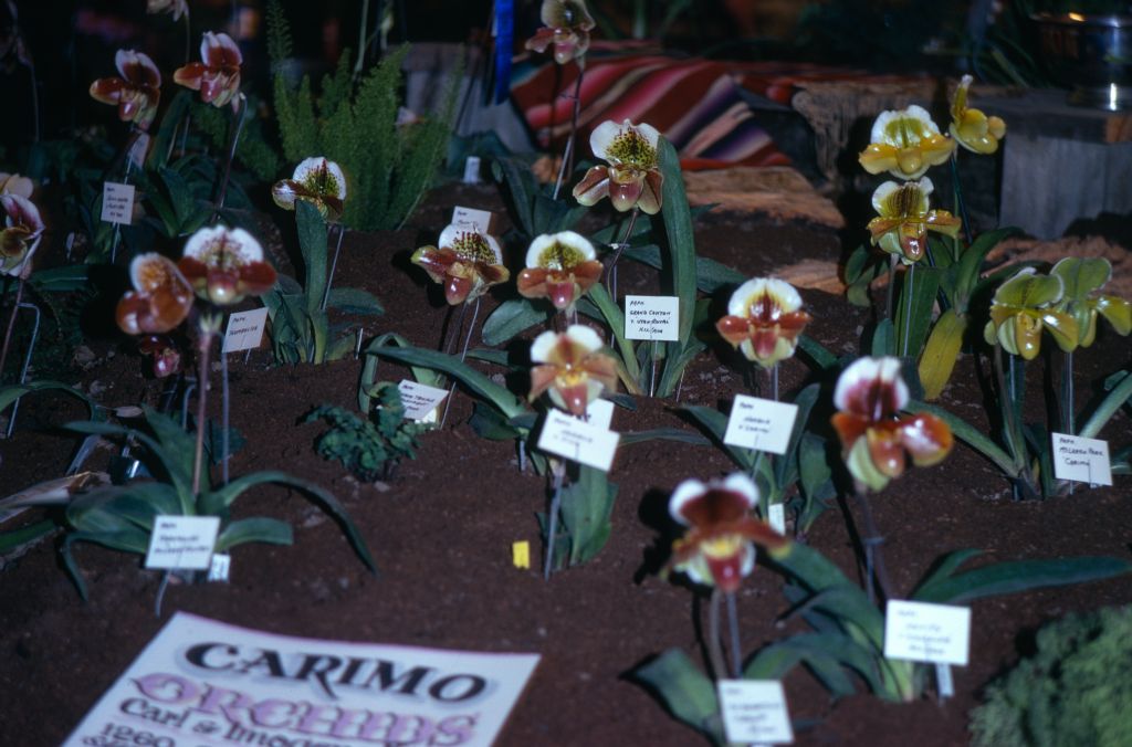 Carimo Orchids display at an orchid show, Paphiopedilums, May 1974, roll 197405P5 slide 11