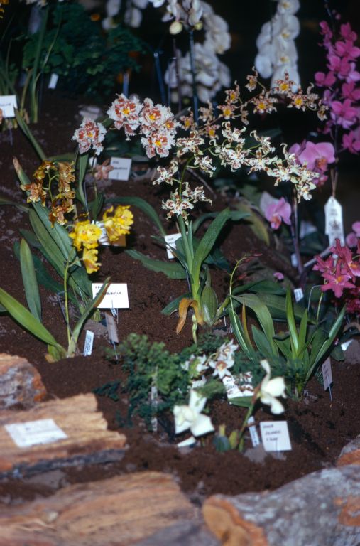 Carimo Orchids display at an orchid show, mostly Odontoglossum hybrids, May 1974, roll 197405H5 slide 12