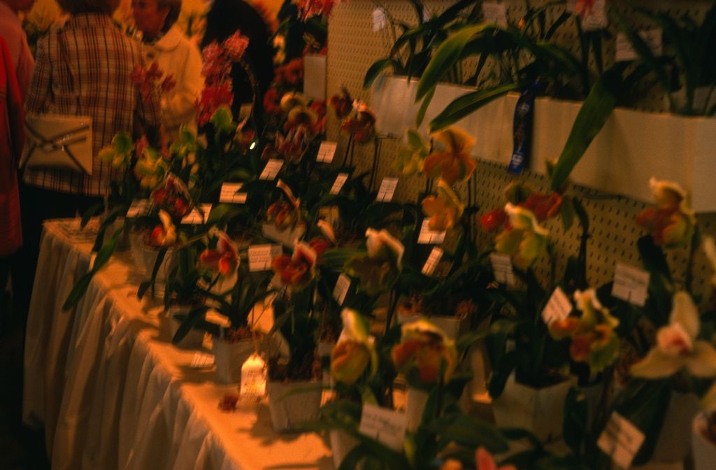 Carimo Orchids display, Santa Barbara International Orchid Show, March 9, 1975, roll 197503H12 slide 10