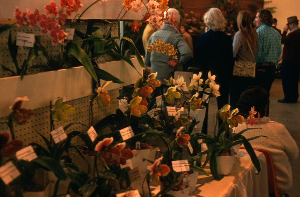 Carimo Orchids display, Santa Barbara International Orchid Show, March 9, 1975, roll 197503H12 slide 11