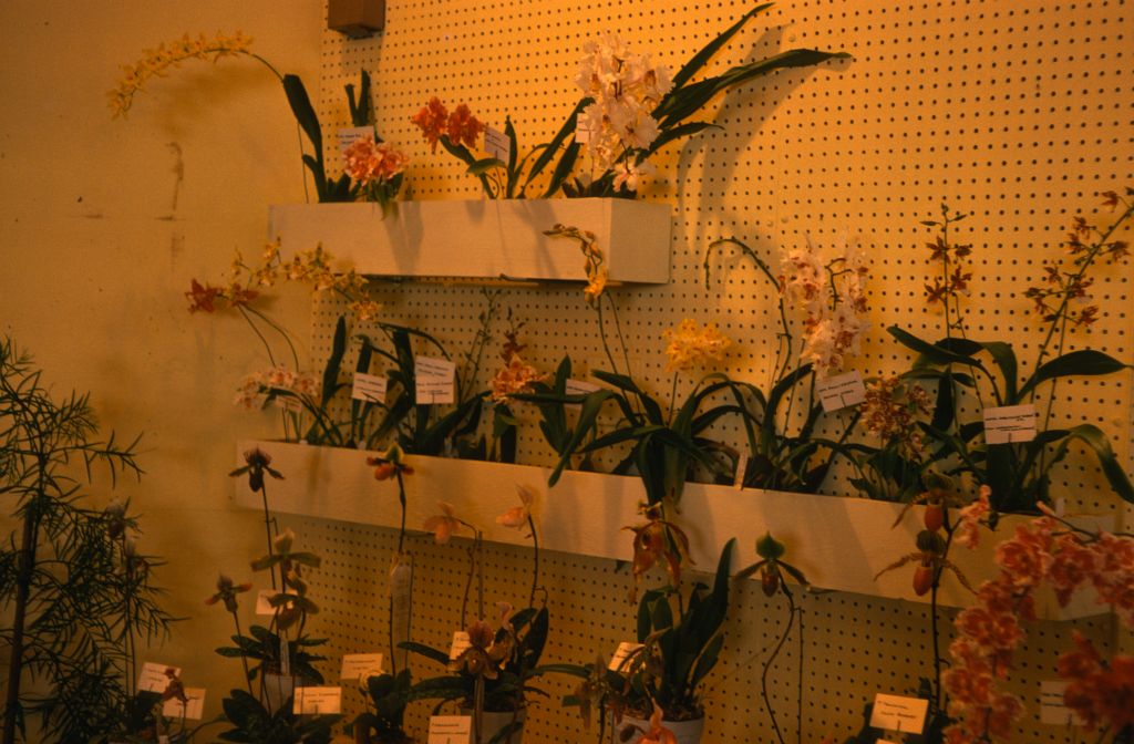 Carimo Orchids display, Santa Barbara International Orchid Show, March 9, 1975, roll 197503H12 slide 12