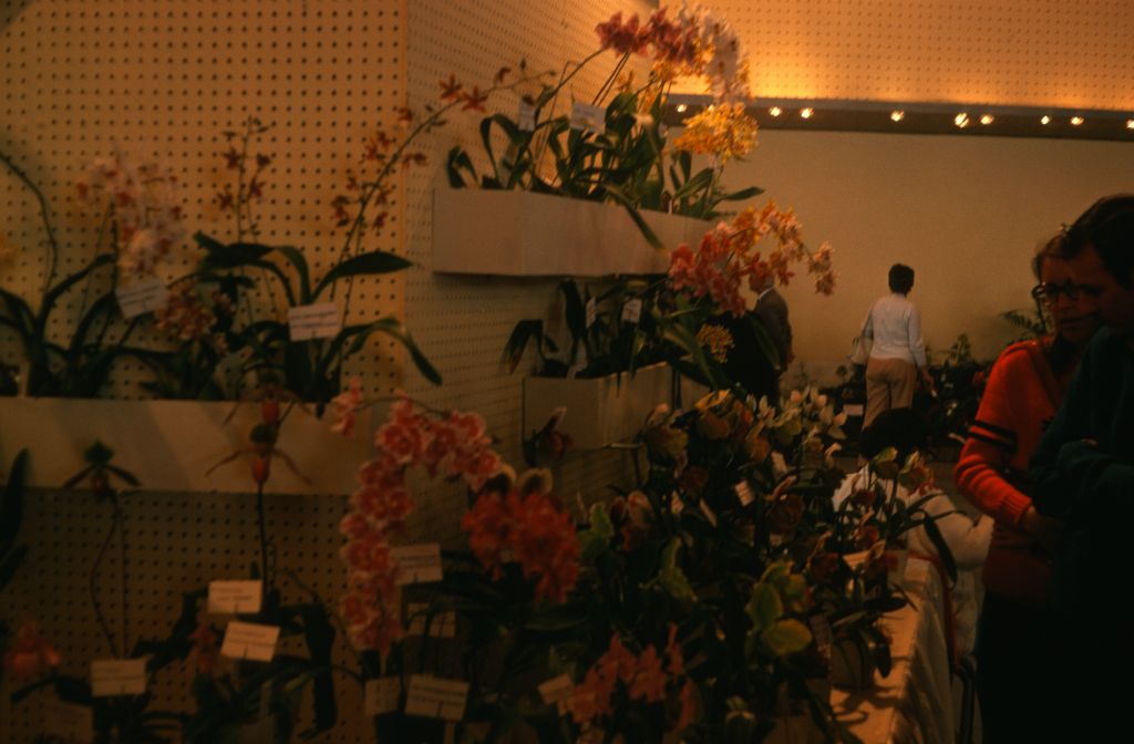 Carimo Orchids display, Santa Barbara International Orchid Show, March 9, 1975, roll 197503H12 slide 7