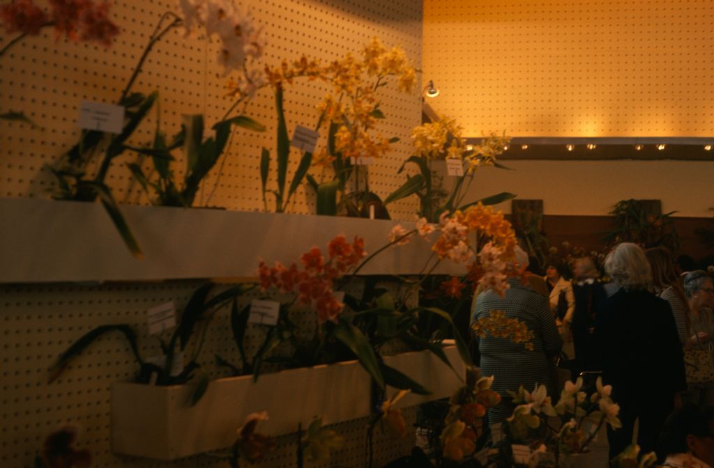 Carimo Orchids display, Santa Barbara International Orchid Show, March 9, 1975, roll 197503H12 slide 8
