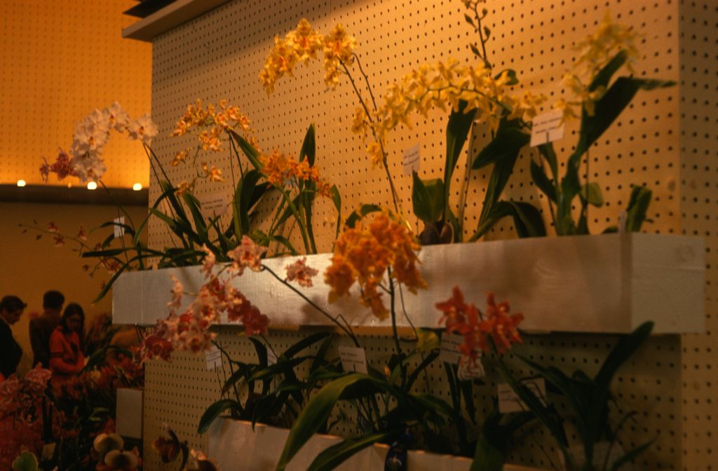 Carimo Orchids display, Santa Barbara International Orchid Show, March 9, 1975, roll 197503H12 slide 9