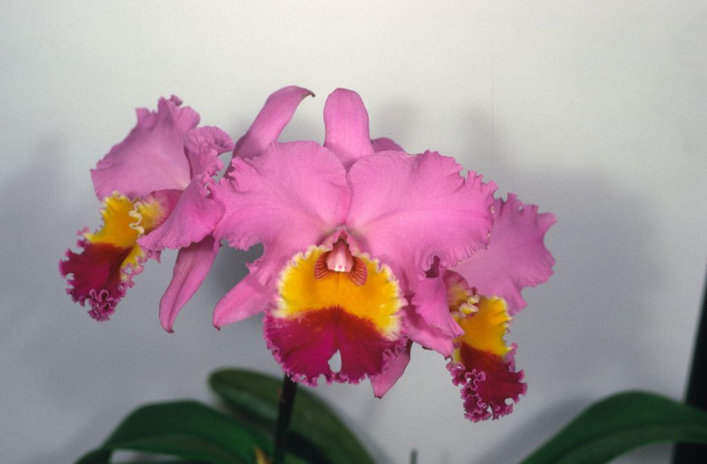 Cattleya Irene Holguin, cultivar or plant number not stated, but possibly 'Hoagy', May 1969, roll 196905H6black slide 27