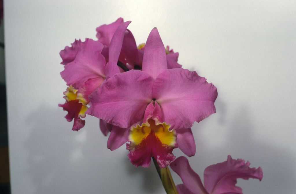 Cattleya Irene Holguin #486, May 1969, roll 196905H6black slide 6