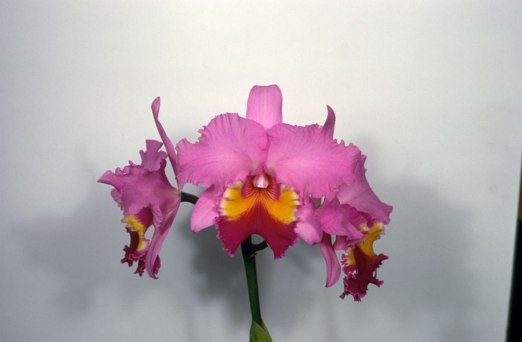 Cattleya Irene Holguin 'Brown Eyes' AM/AOS, May 1969, roll 196905H6black slide 8