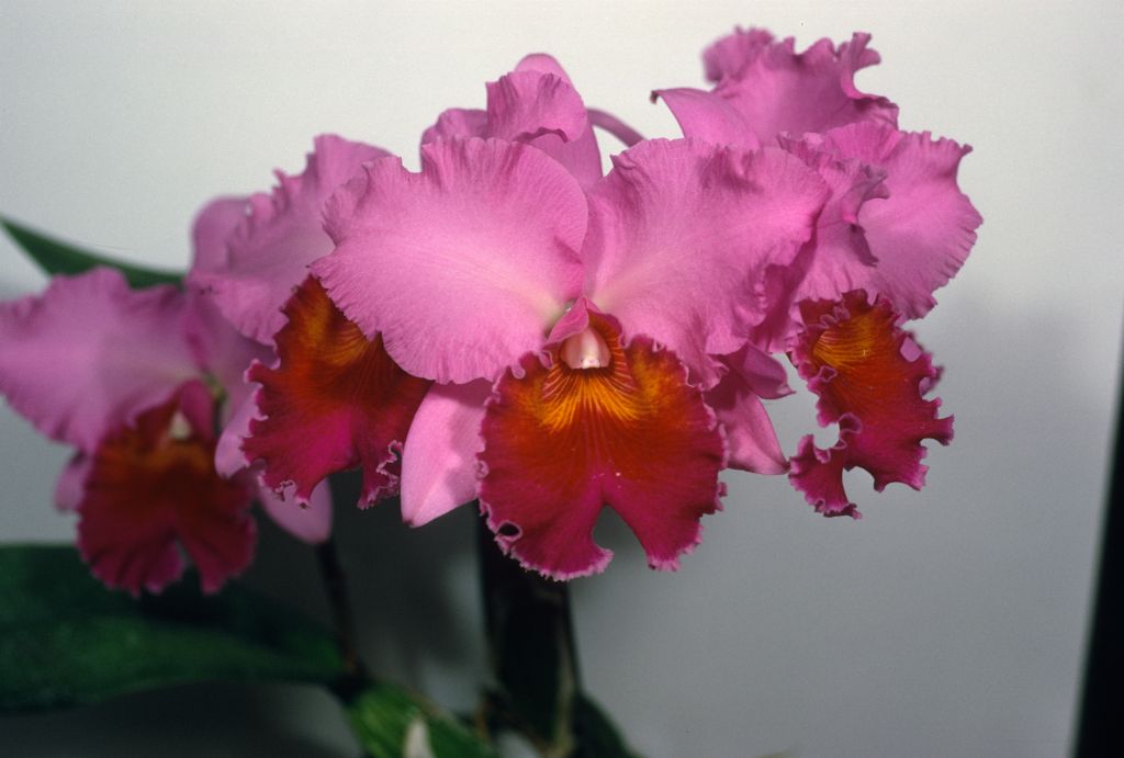 Cattleya Irene Holguin #489, Program 3 slide 30, May 1969, roll 196905H6red slide 4