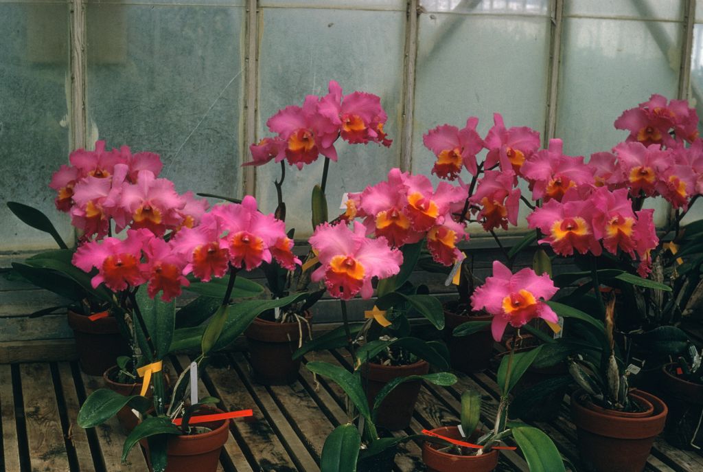 Cattleya Irene Holguin group, Program 3 slide 31, May 1969, roll 196905H7 slide 1.  Program script calls this a "group" of Cattleya Irene Holguin.  It was probably taken at the Armacost & Royston greenhouse when the plants were readied for transport to Long Beach for judging on April 28, 1969, when this "group" was awarded AQ/AOS, the award slide for which has survived.