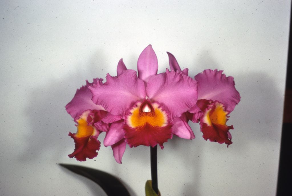 Cattleya Irene Holguin 'Hoagy' HCC/AOS, duplicate slide of Program 3 slide 27, made in January 1971.
