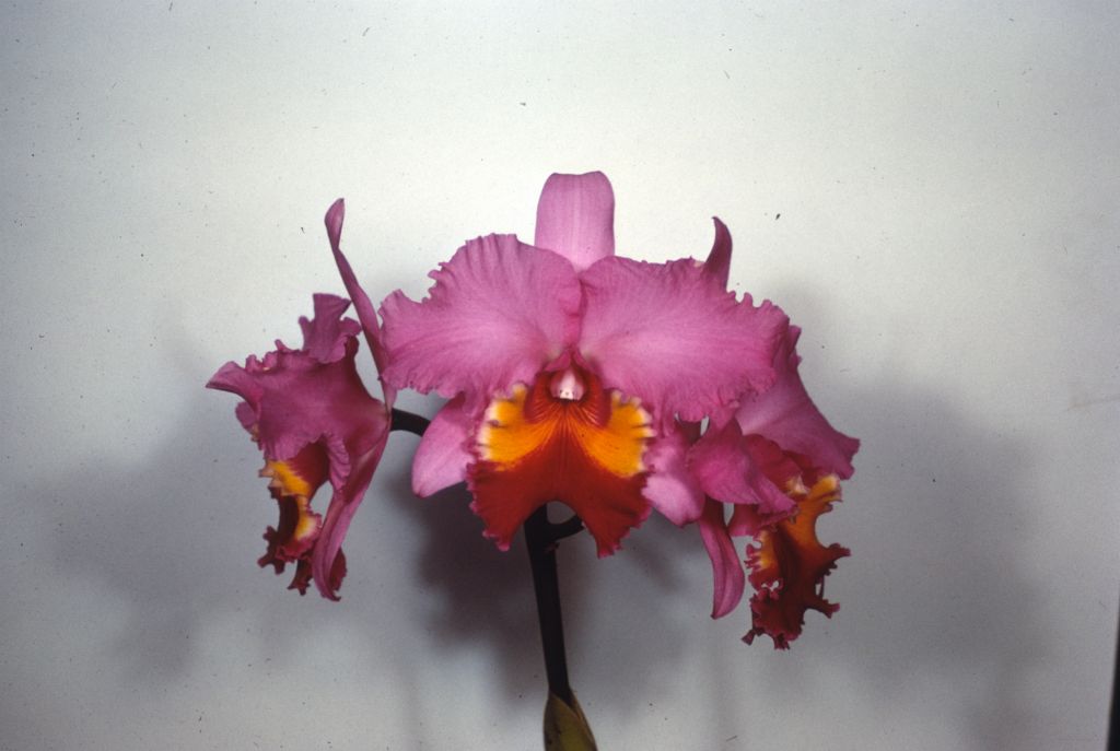 Cattleya Irene Holguin 'Brown Eyes' AM/AOS, duplicate slide of Program 3 slide 28, made in January 1971.