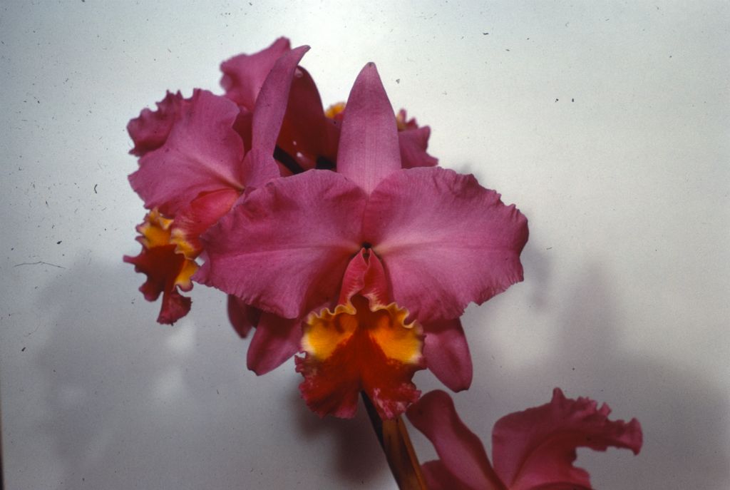Cattleya Irene Holguin #486, duplicate slide of Program 3 slide 29, made in January 1971.