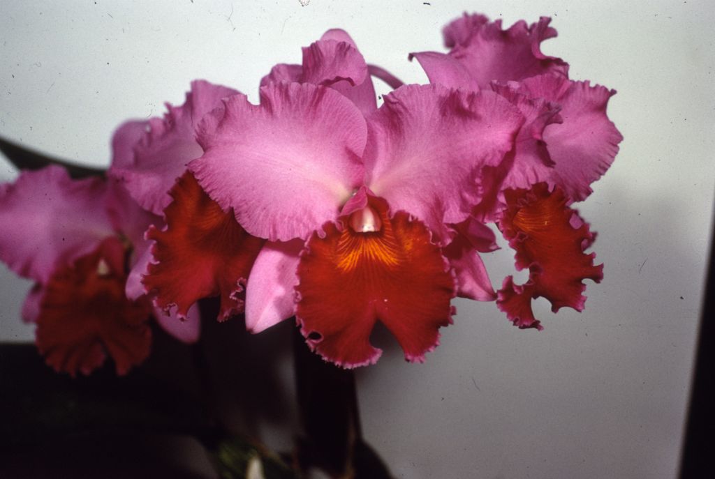Cattleya Irene Holguin #489,  duplicate slide of Program 3 slide 30, made in January 1971.