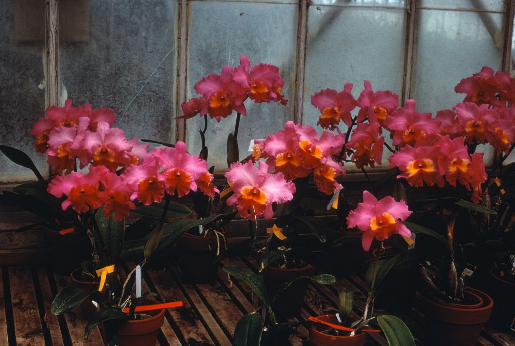 Cattleya Irene Holguin group, duplicate slide of Program 3 slide 31, made in January 1971.