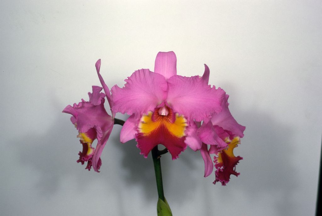 Cattleya Irene Holguin 'Brown Eyes', Program 8 slide 12, digital image copied from Program 3 slide 28, May 1969, roll 196905H6black slide 10