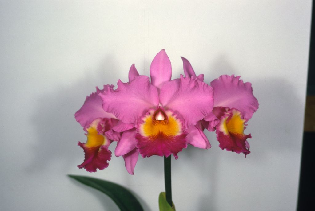Cattleya Irene Holguin 'Hoagy', Program 8 slide 13, digital image copied from Program 3 slide 27, May 1969, roll 196905H6black slide 17