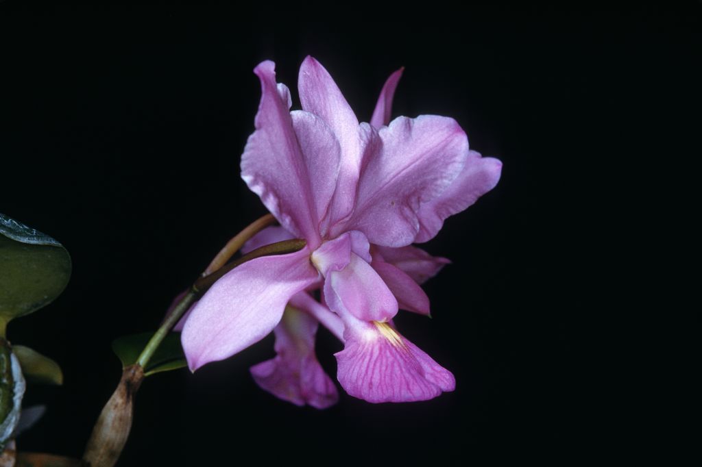 Cattleya walkeriana, May 1959, roll 195905 slide 13