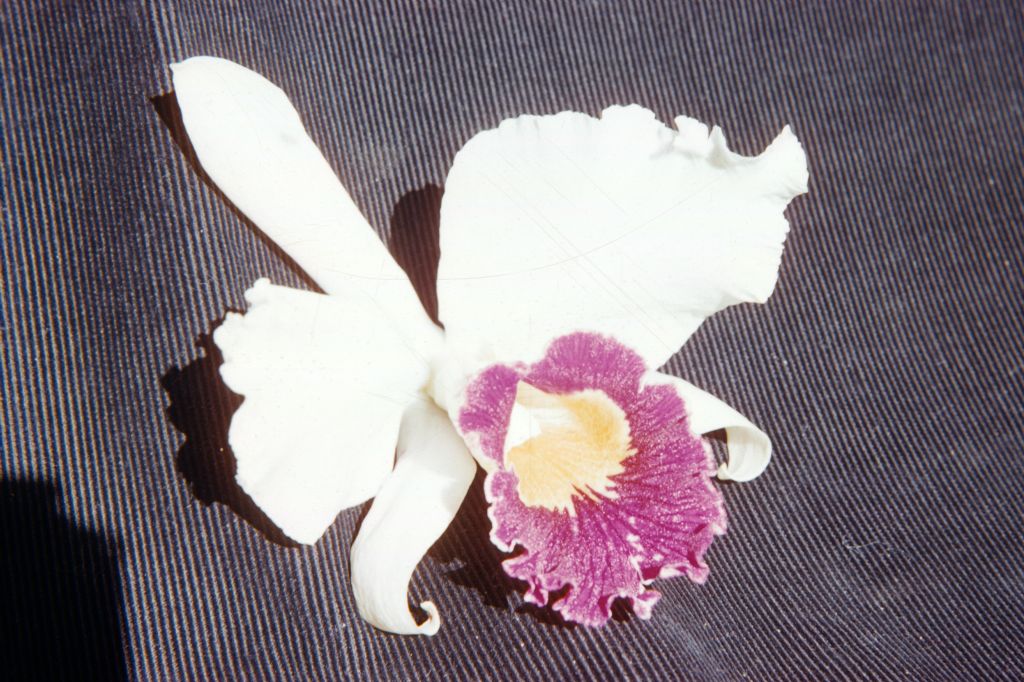 Cattleya schroederae, January 1961, roll 196101H slide 9