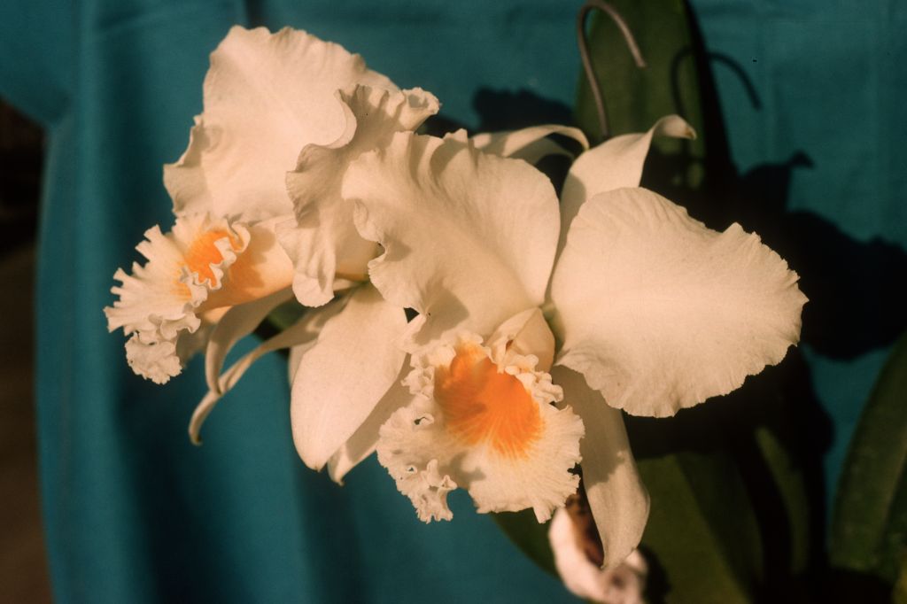 Cattleya Bow Bells 'Karen', January 1962, roll 196201H slide 4