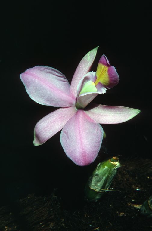 Cattleya nobilior hugueneyi, September 1962, roll 196209H slide 13