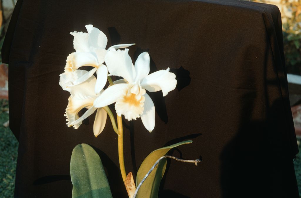 Cattleya Henrietta Japhet 'King Size', February 1963, roll 196302H slide 11