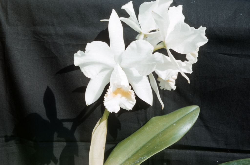Cattleya Henrietta Japhet 'King Size', February 1963, roll 196302H slide 13