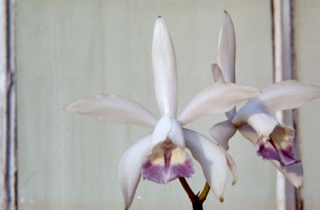 Cattleya amethystina (syn. intermedia), March 1963, roll 196303R, slides not numbered