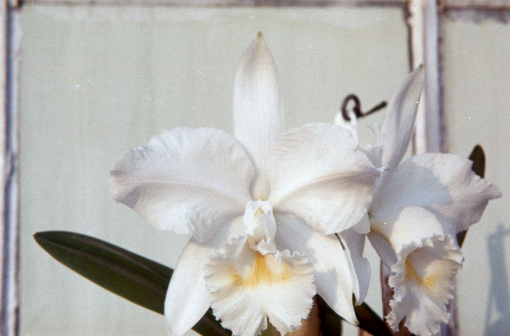 Cattleya Ave Maria 'Diane', March 1963, roll 196303R, slides not numbered