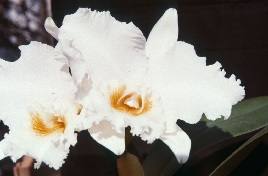 Cattleya Eleanor Wepper 'Profusion', March 1963, roll 196303R, slides not numbered
