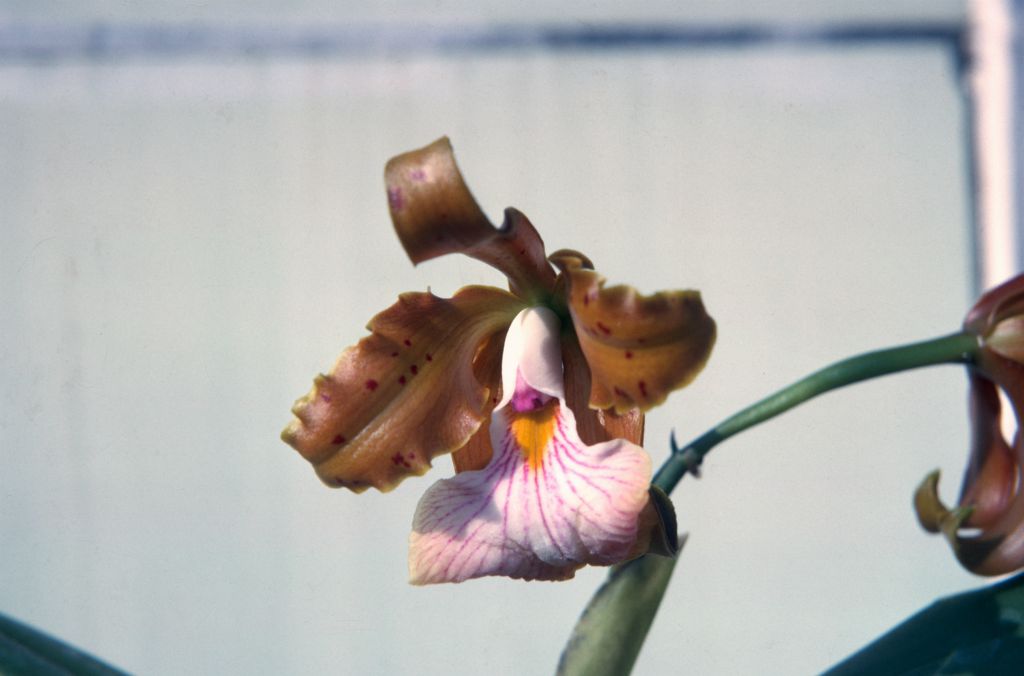 Cattleya velutina, August 1963, roll 196308H slide 12